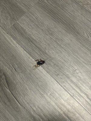 Dead cockroach