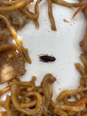 Lo mein and a cock roach