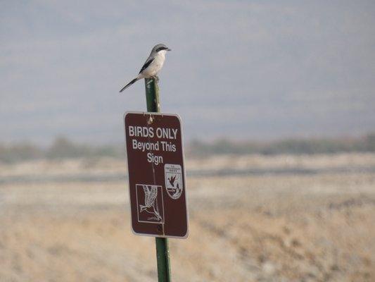 Northern Shrike - Nov 2020