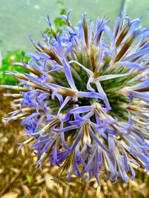 flower in butterfly garden