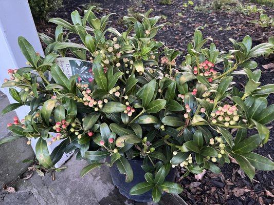 My beautiful Skimmia