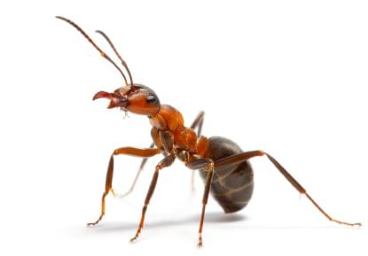 Peachtree Pest Control Ant