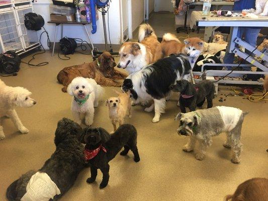 All dogs that are friendly and neutered can hang out on the floor like an indoor supervised dog park. :)