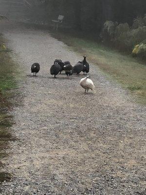 Guinea fowl