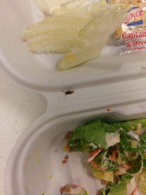 Ordered a large take out from the Knolla's at Central and Ridge, three employees didn't receive their salads,  and one had this little guy.