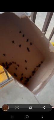 7/9/2023 fly infestation in my son's unit. 50+ Flies