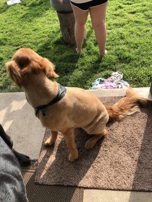 My dogs bowl haircut