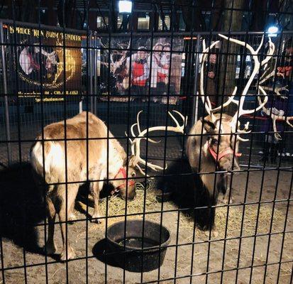 Reindeers