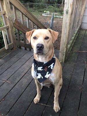 Dexter after a bath right before Halloween.