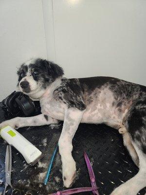 This is oreo he like to lay down for his haircut.