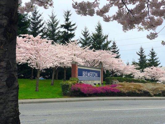 April Cherry Blossoms blooming at the front gate.