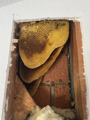 Remove bees and honeycomb from behind chimney through master bedroom drywall