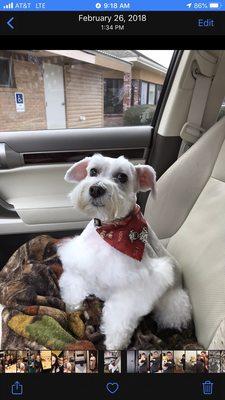 Bentley our mini schnauzer looking sharp after Ms. Lesa groomed him.