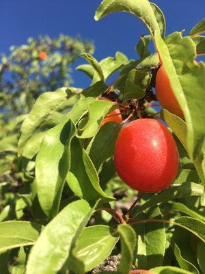 Lovely little plums (?) were so fragrant! I wanted to pluck one too taste, but was afraid the tree would smack me and scold me if I did! ;D