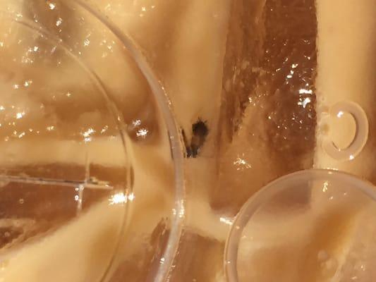 The bug in the ice coffee before even took off the cover, I thought it was coffee grounds at first