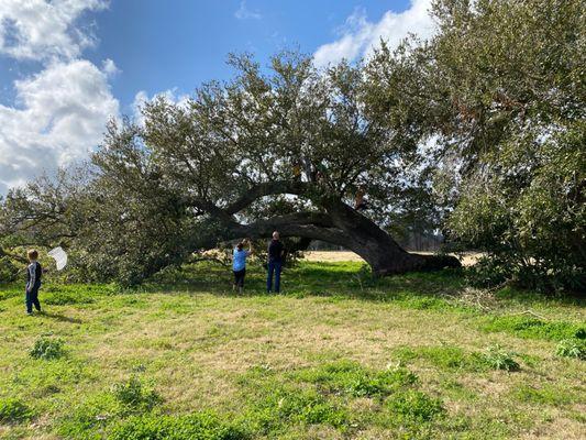 Live Oak