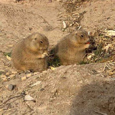 Black-tailed prairie dogs