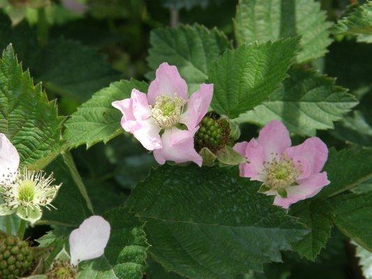 Blackberry blossoms are so pretty