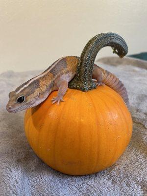 African fat tailed gecko