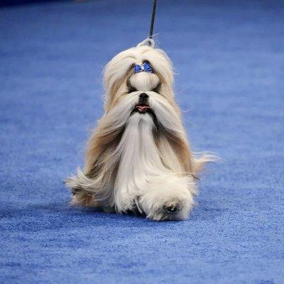 Best in Toy, Comet the Shih Tzu. Bill McCay/NBC