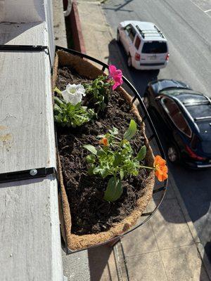 Flowers from the store in my pot