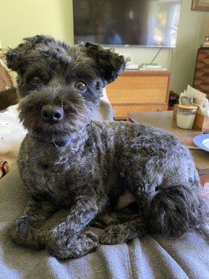 Jax after his haircut at Bev's