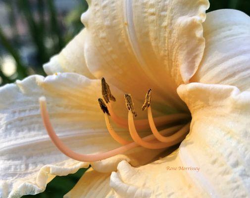 The many colorful flowers of Anacortes.