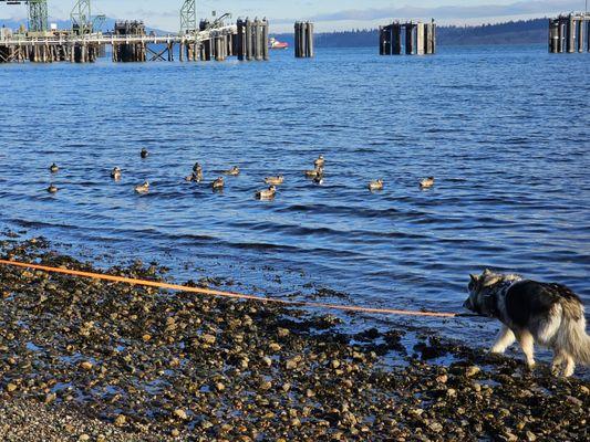 Pre-ferry duck chase!