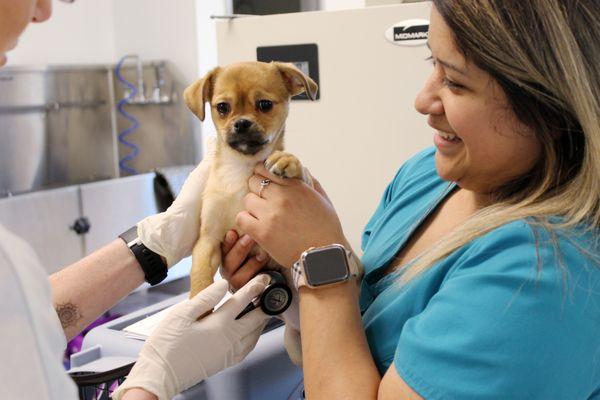 Puppy gets a check up from vet team