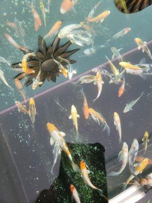 Huge Selection of Goldfish Varieties and Koi