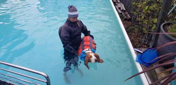 Splash-Dog Swim Therapy