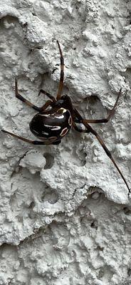 Cool black widow flushing out after exterior treatment