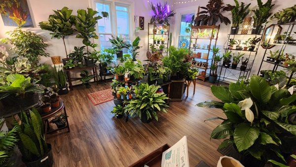 Interior view of Thea Plant Co, a Providence plant store. Plants, pots and more!