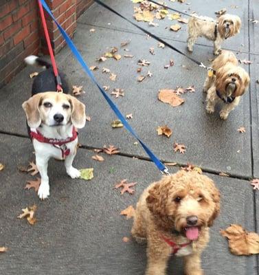 Nick, Rudy, Dixie, and Bea. BFFs!