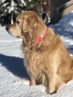 Duke loves snow!