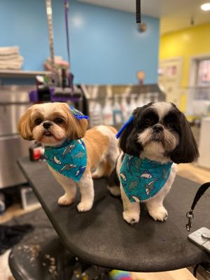 Another happy grooming duo!