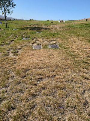 Another plot next to my dads dry for over a year.