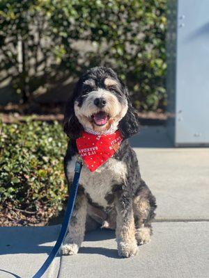 It's My Barkday Bandana