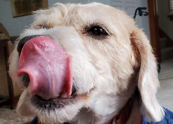 Rosie licking her chops.