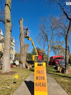 One of our crews removing a damaged Silver Maple in Whitefish Bay.