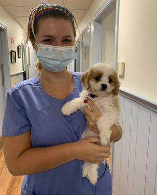 Meet sweet little Ella, a Cavapoo cutie!