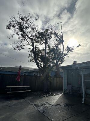 front yard tree before