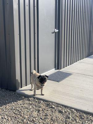 My dog hanging out trying to sneak in snack area