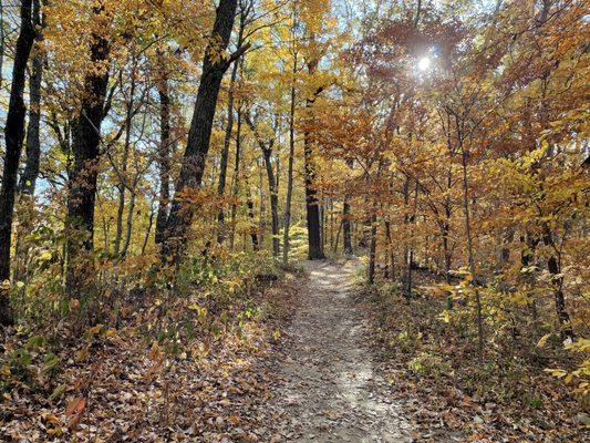 Autumn trail