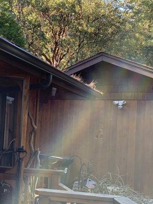 Gutters overflowing with dead pine needles.