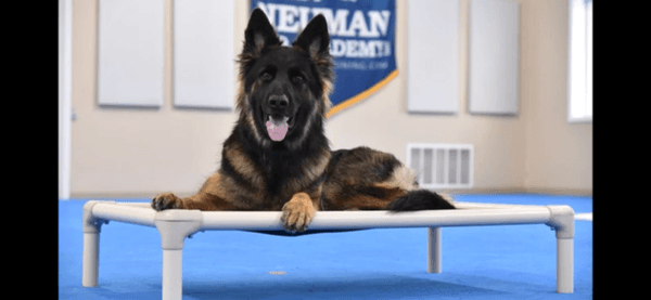 Neuman K-9 Academy Inc