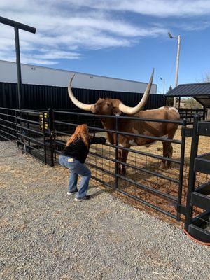 Texas Longhorn