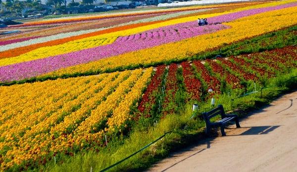 Carlsbad flower fields