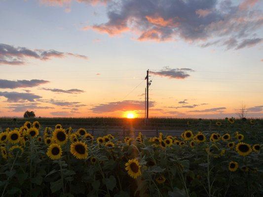 Sunset on the sunflowers