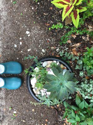 I'm in love with this SUCCULENT container garden